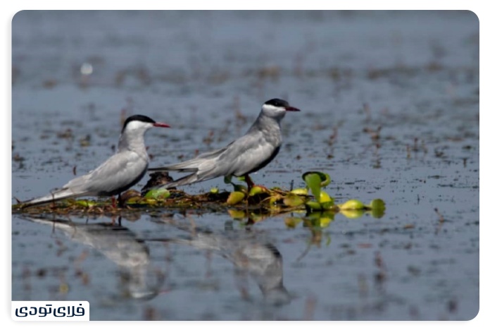 Anzali Wetland Birds and Plas 