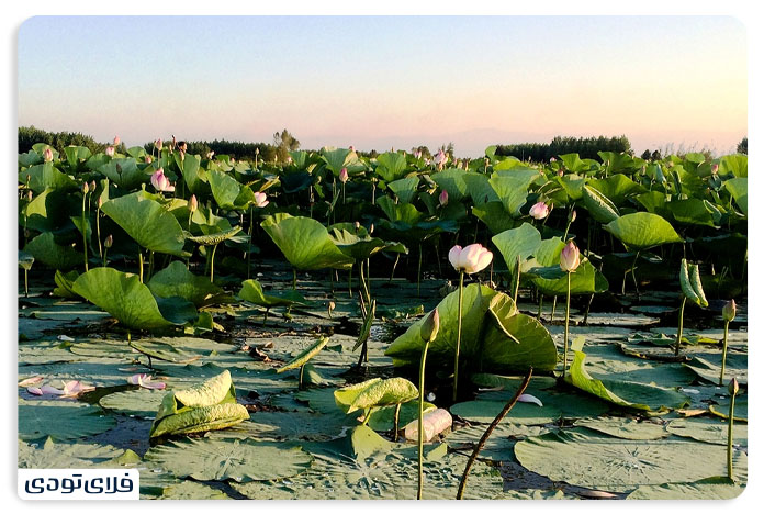 Anzali Wetland Plas