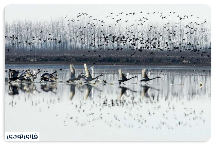 Black Wildlife Refuge