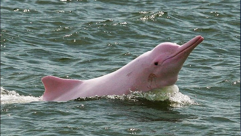 Pink dolphin size