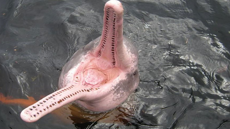 How many teeth have Amazon River dolphins?