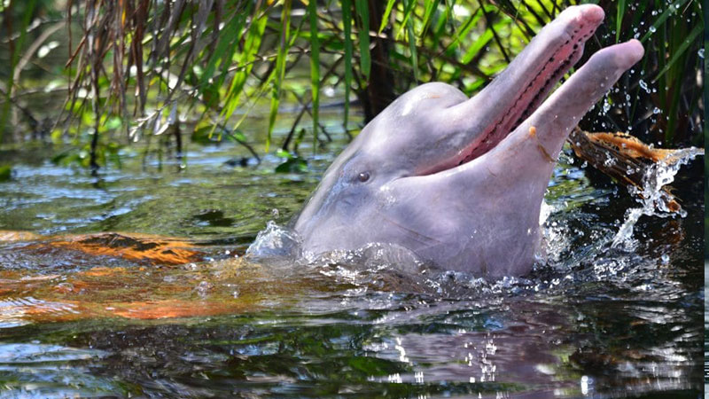 Amazon River Dolphins