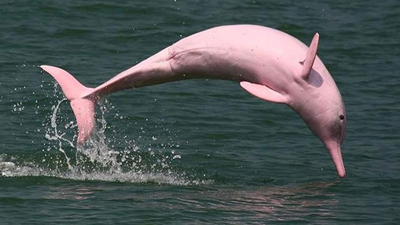 The best place to see Amazon Dolphin