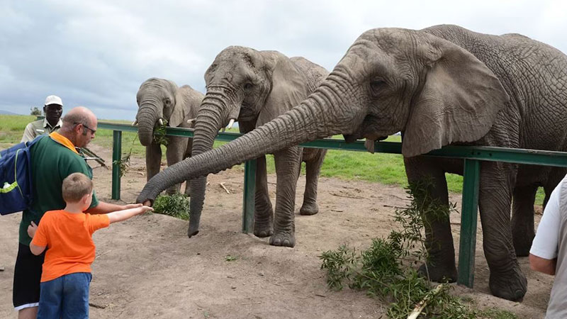 Kanisna Elepha Park (KNYSNA Elepha Park)