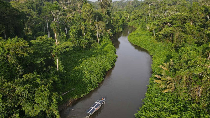 Life in the rainforest