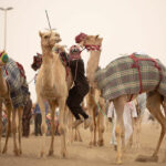 Racing camels in Qatar