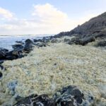 Video/ mysterious poisonous floor of Australia's coast