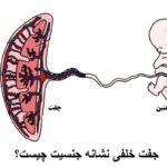 What is the posterior pair of gender?