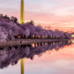 10 Spring Worlds of the World that fascinate you with blossoms
