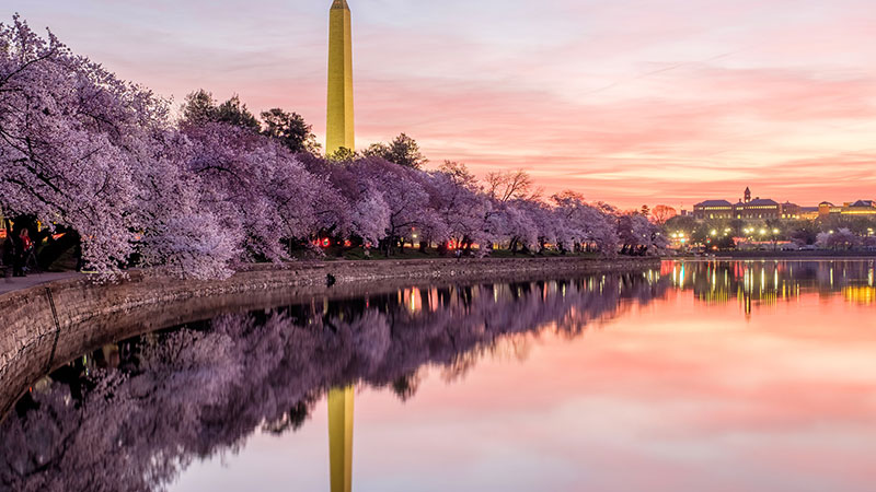 10 Spring Worlds of the World that fascinate you with blossoms