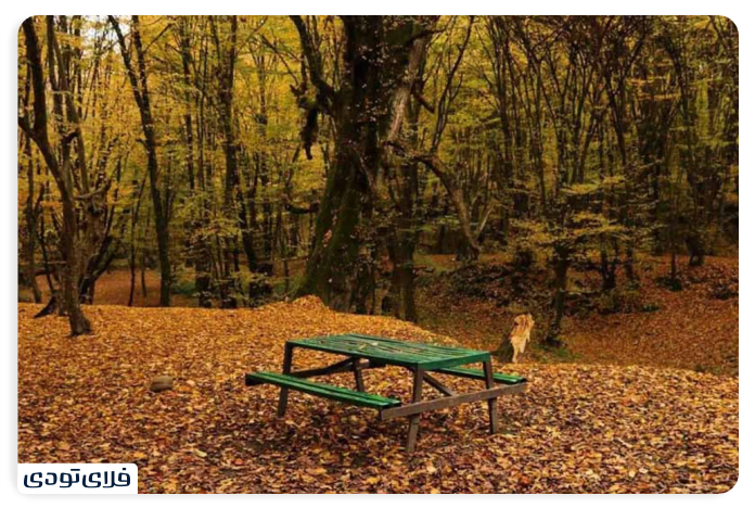 History of the Gorgan Forest Park