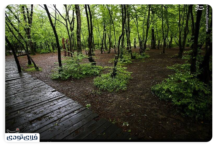 Al -Nadra forest in the spring