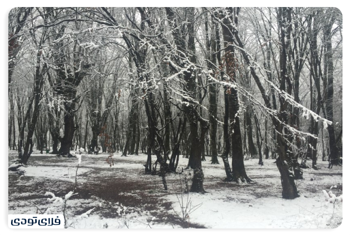 Elvdara forest in the wier
