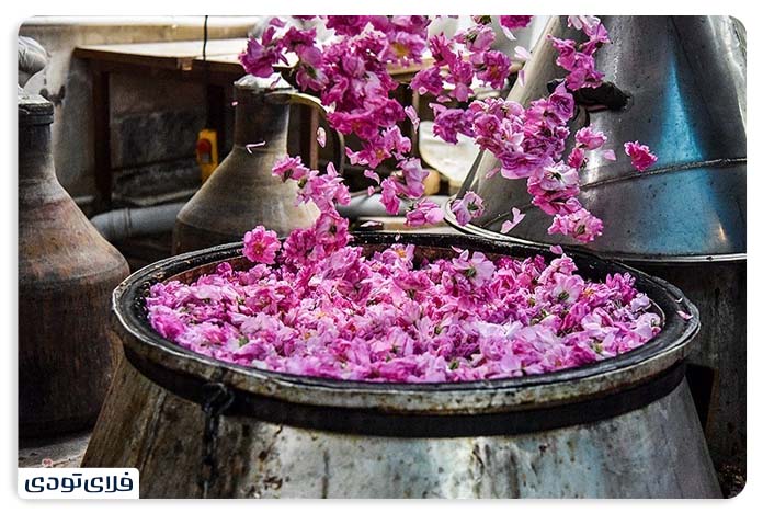 Kashan Rose Ghamsar