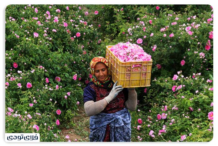Kashan Rose The best place of Kashan rose water