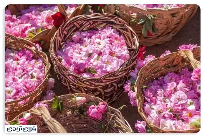 Kashan Rose Kashan Rose Festival