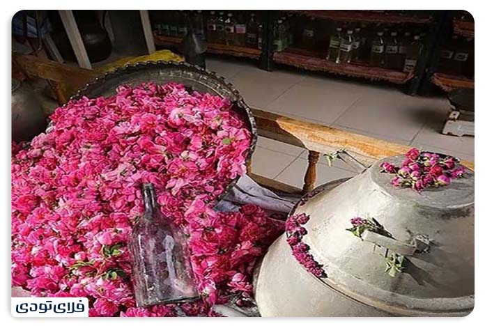 Kashan Rose Rose in Ardahl
