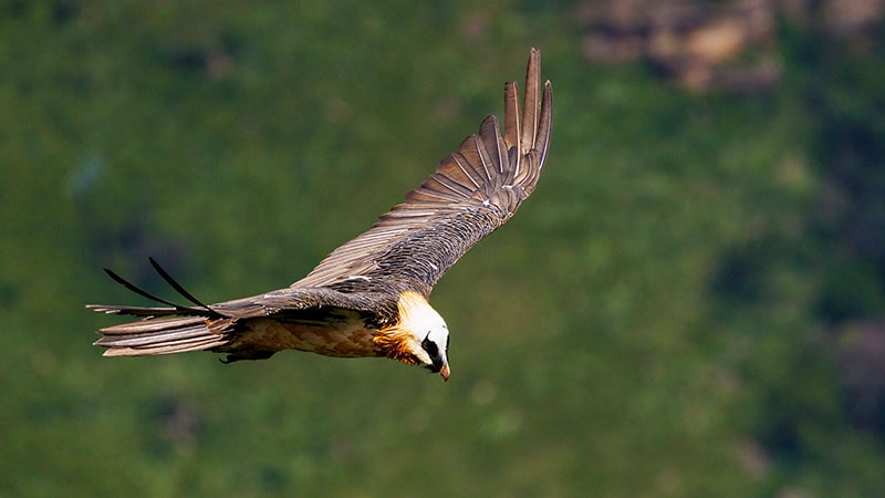 Gia Castle Reserve