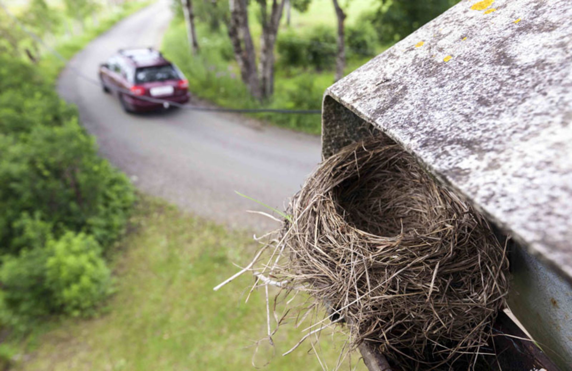 Bird nest 
