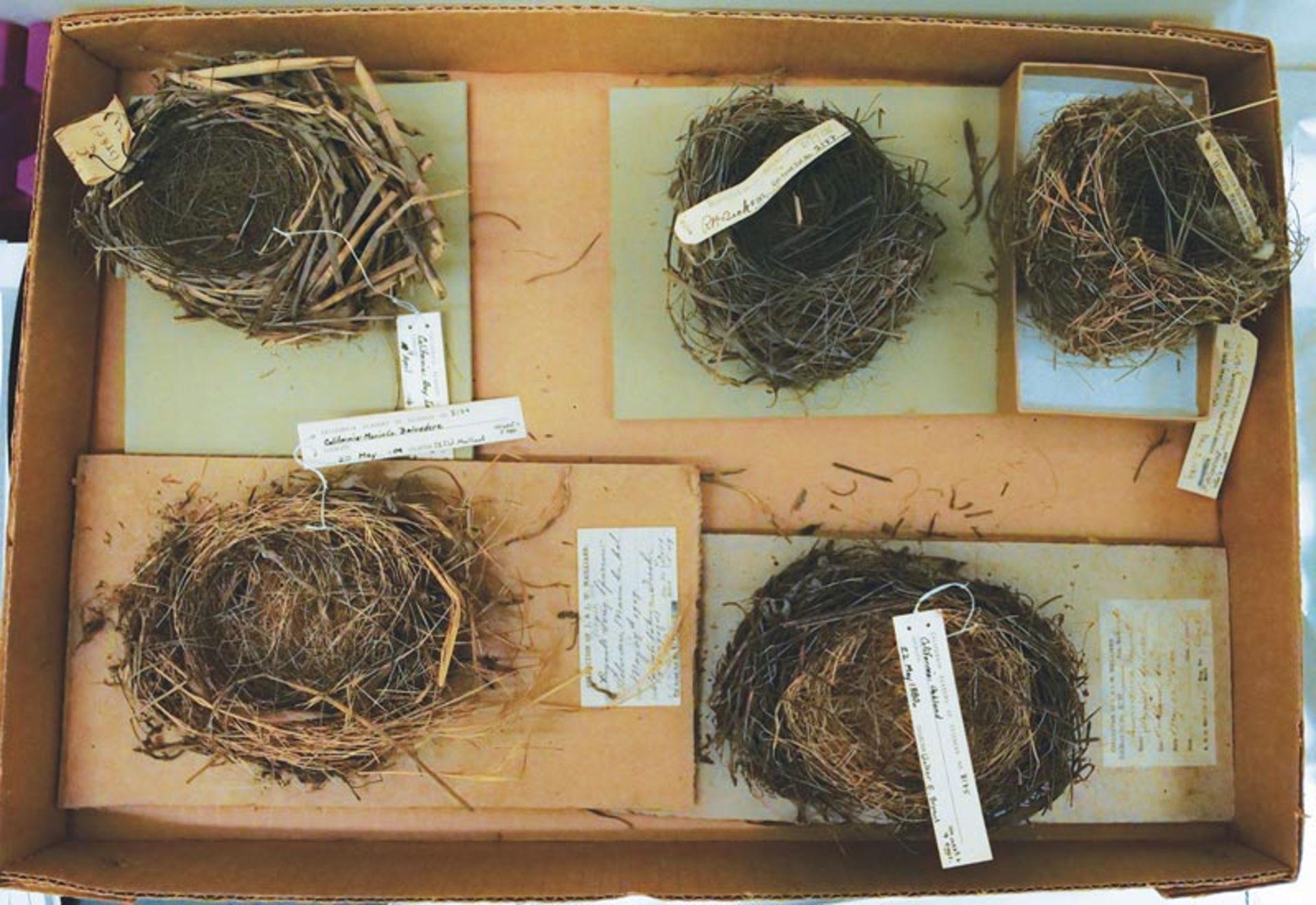 Sample of bird nests 