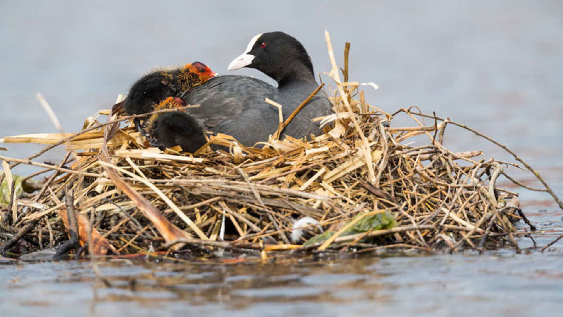 Bird nest with his chicks 