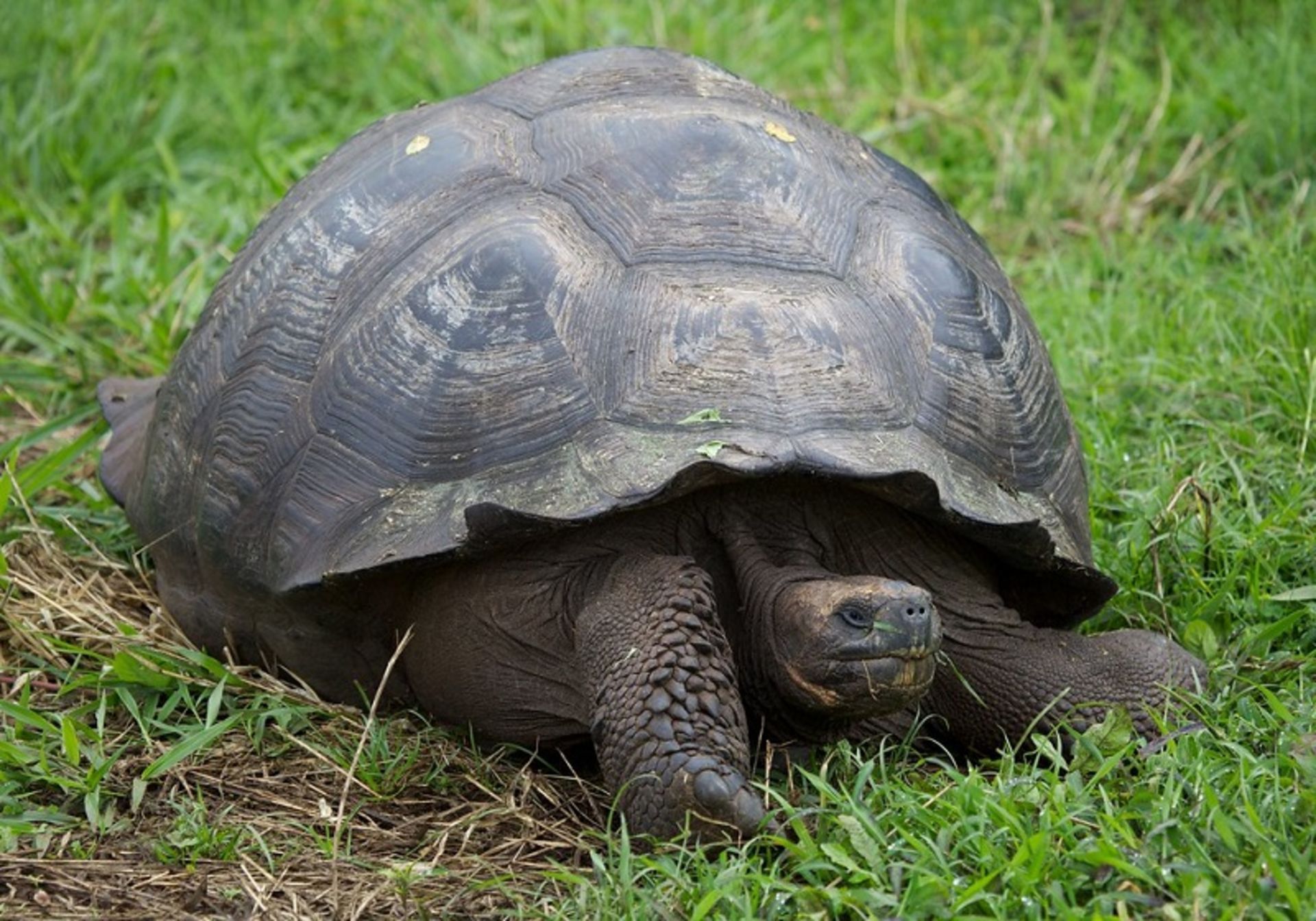 Galapagos turtle