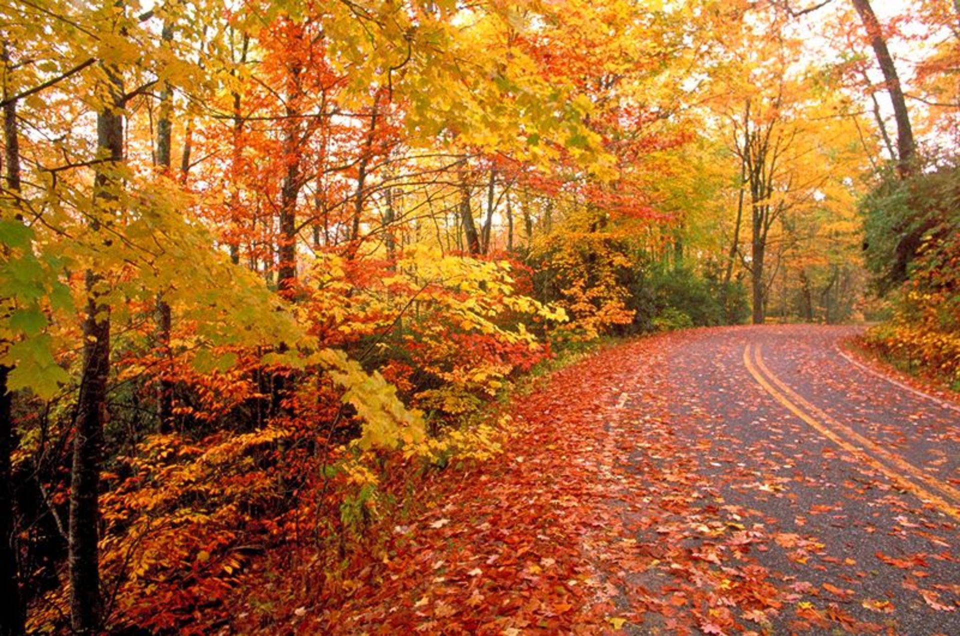 Gilan's couryside in the fall