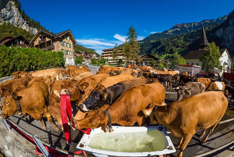 Travel Guide to Switzerland