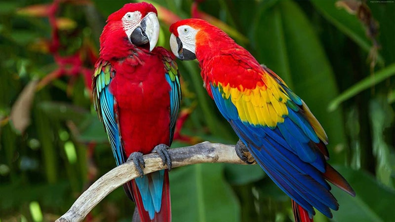 The garden of the birds