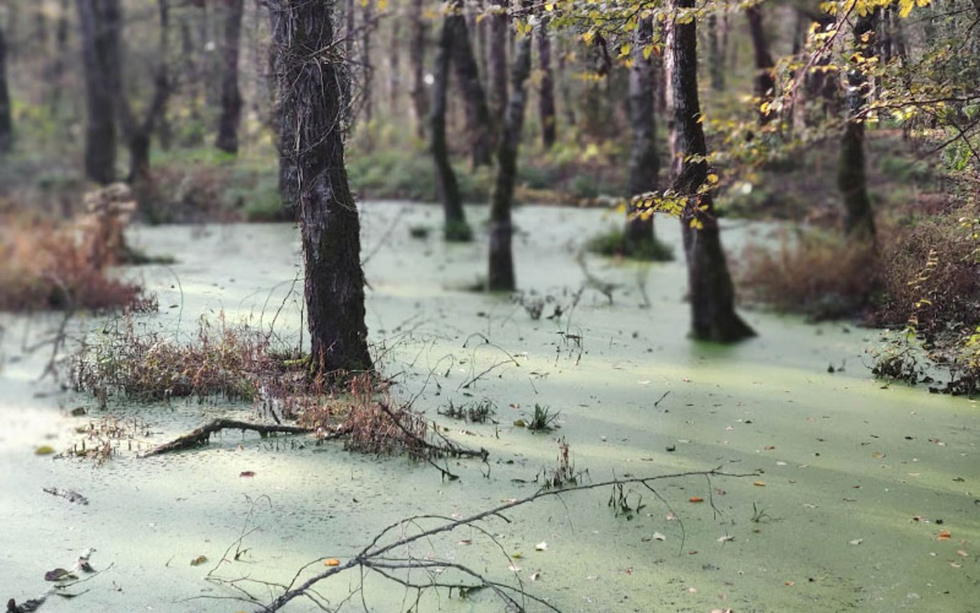 Qadikla swamp trees