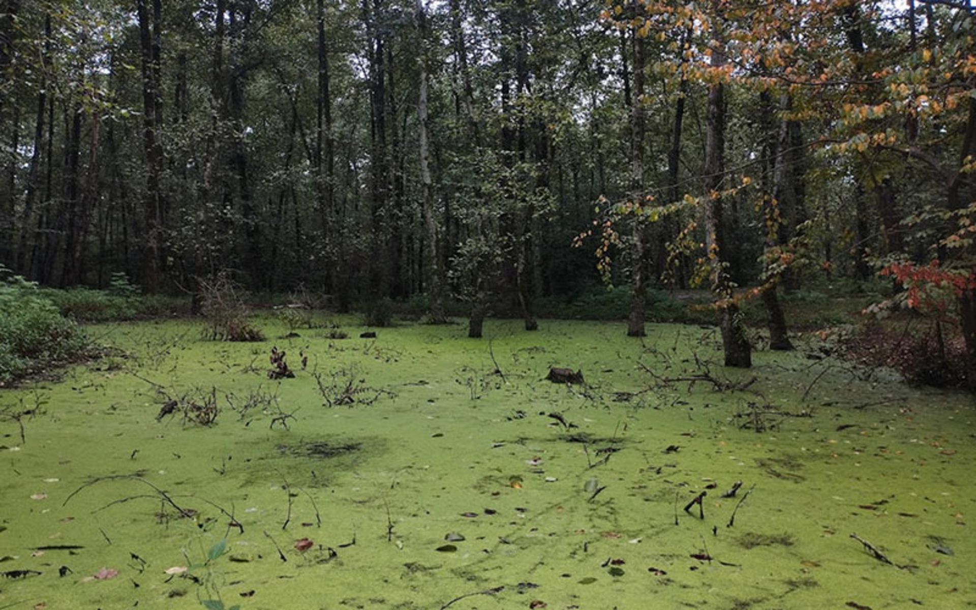 Qadikla swamp trees