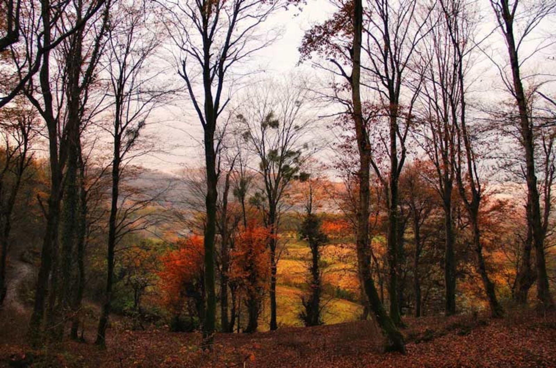 Gaddicla Maqsab Forest Park in Autumn