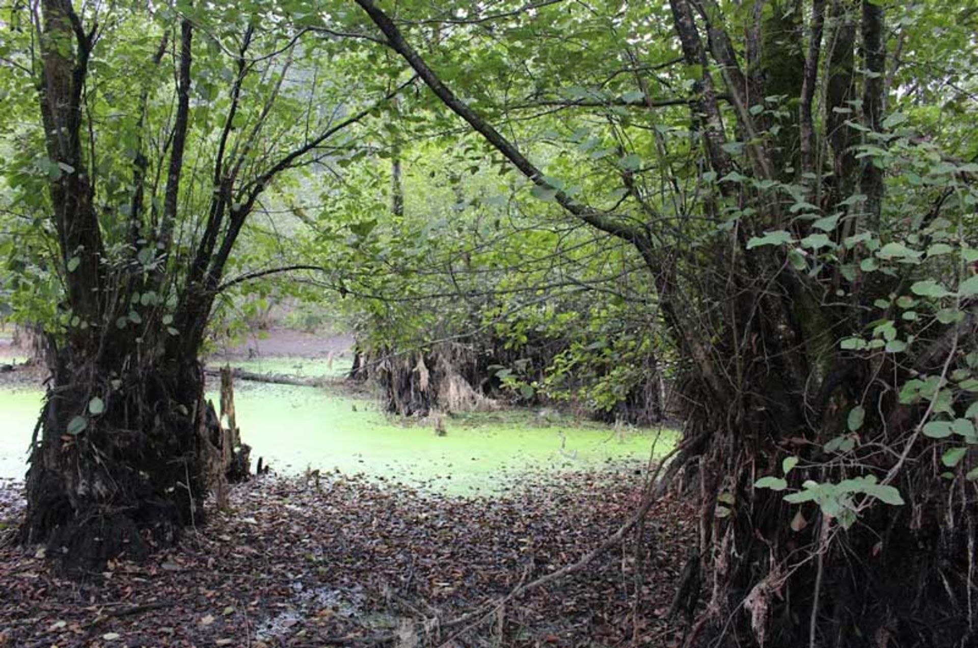 The forest route and the trees of the Qadikla forest
