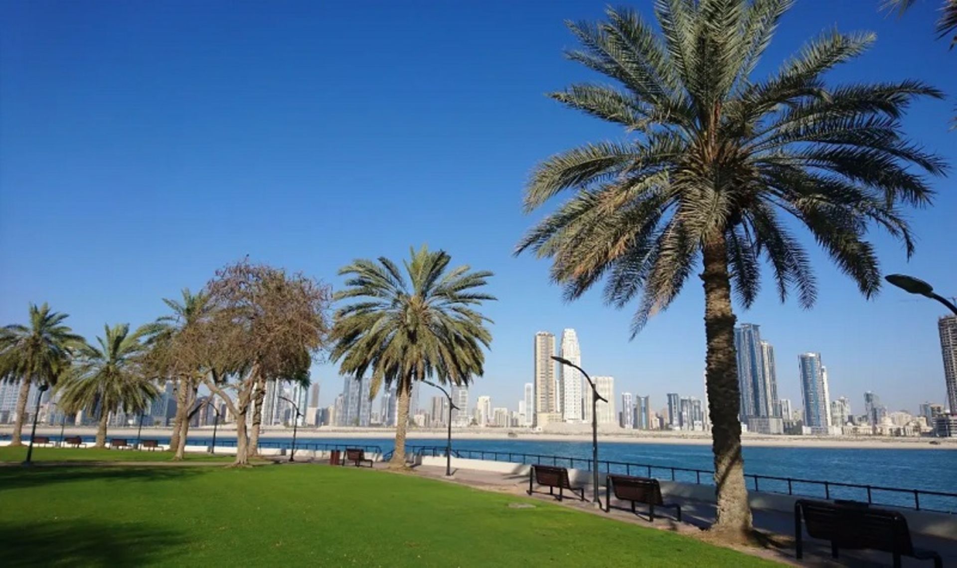Dubai's Almmsar Park Trees