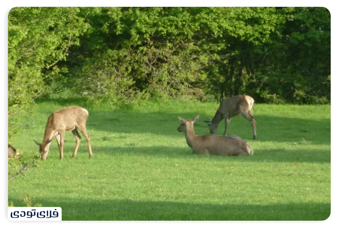 Watching maral and deer