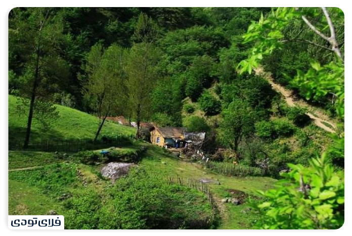 Importa Tips for Visiting the Forest Forest