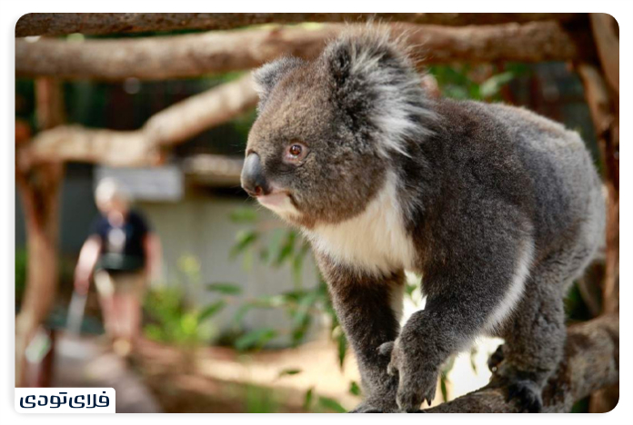Melbourne Zoo