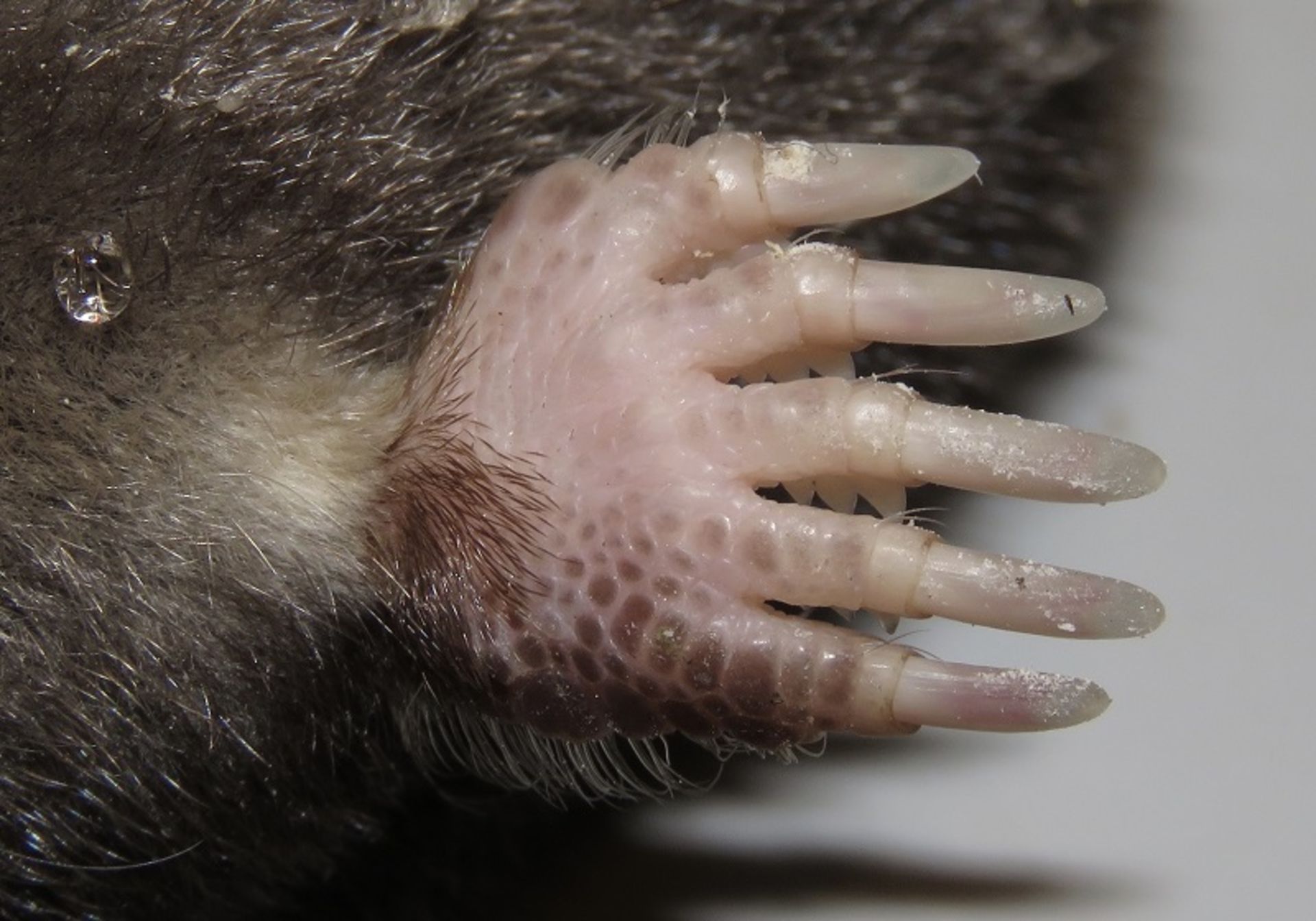 The hand of the star blind mouse