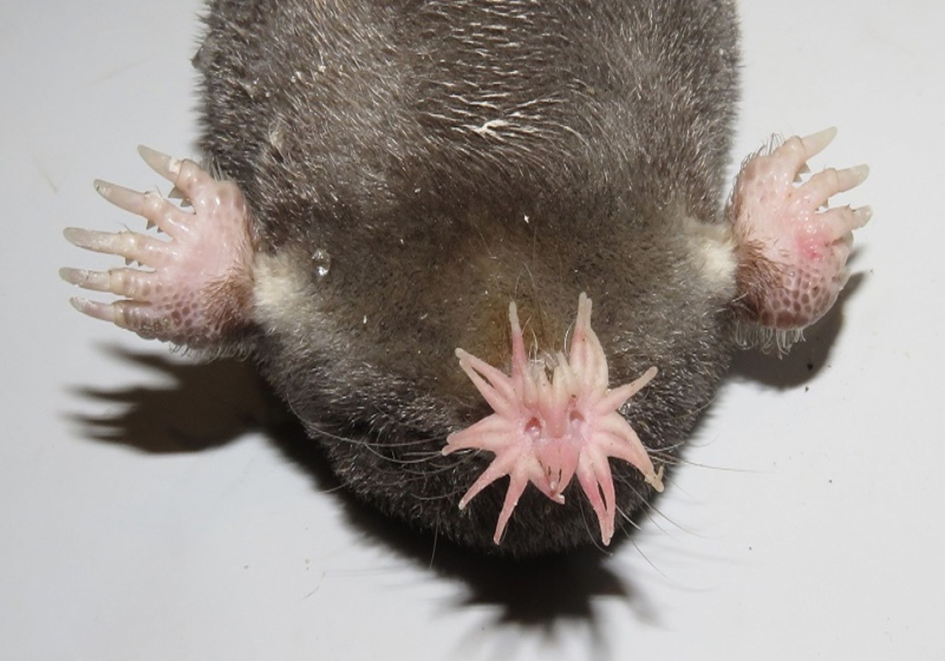 The star nose