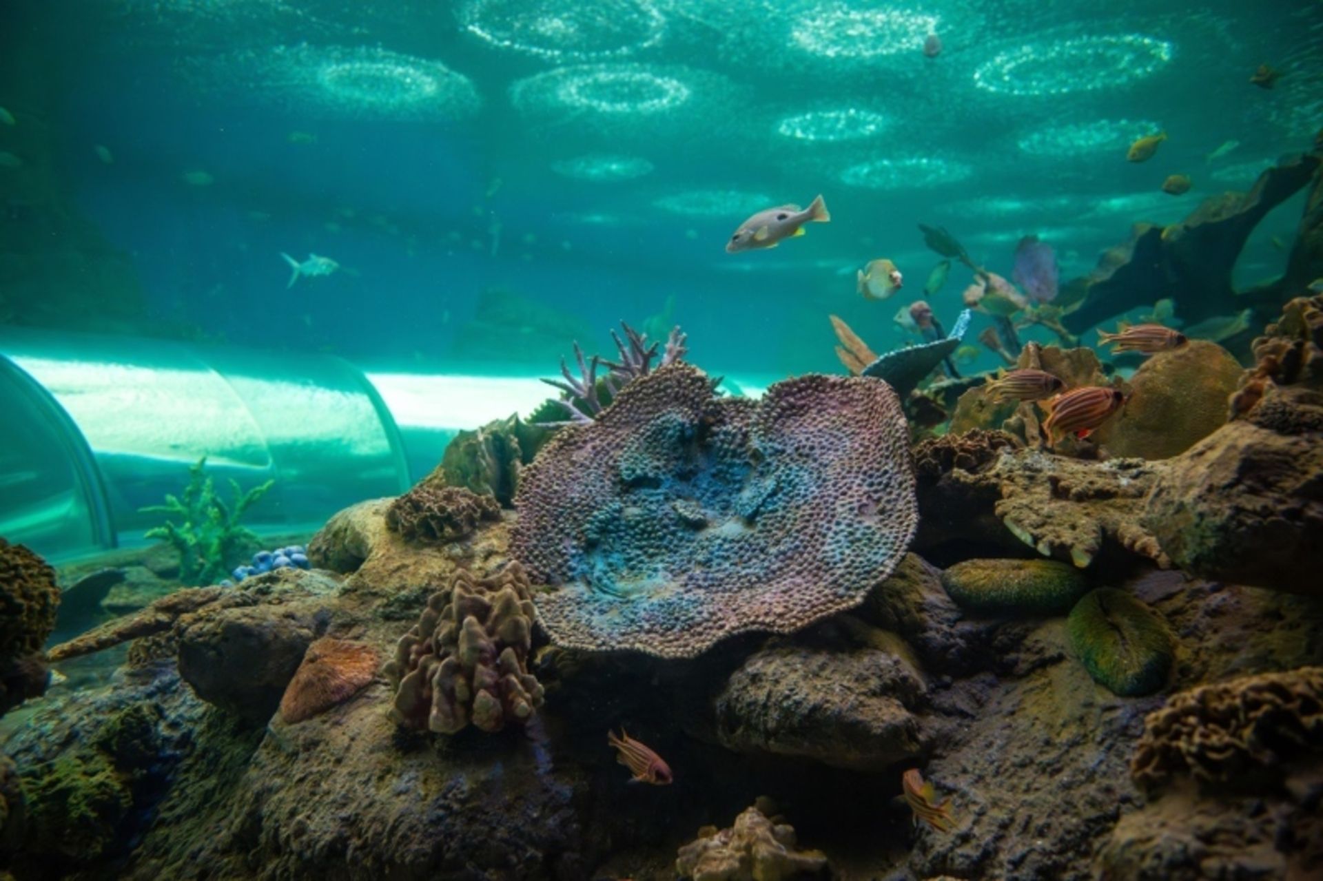 Coral Island of Mouain Lareh in Pattaya