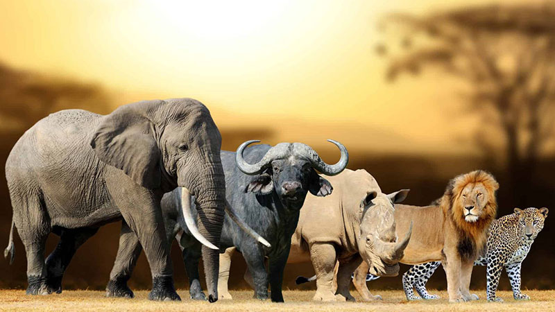 Big Fayo Famous in Safari Kenya