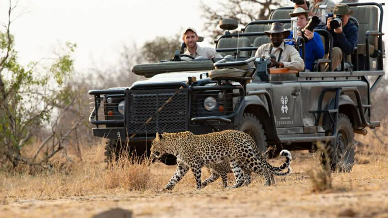 Wildlife, Wild Cows and Big Fayo in Safari Africa