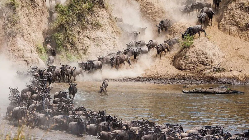 Great migration of wild deer in Kenya