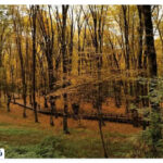 Al -Nadra Forest