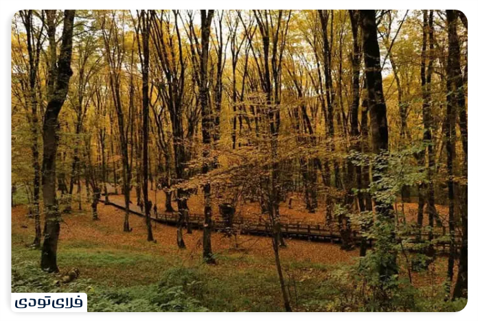 Al -Nadra Forest
