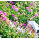 History of pear ceremonies in Kashan