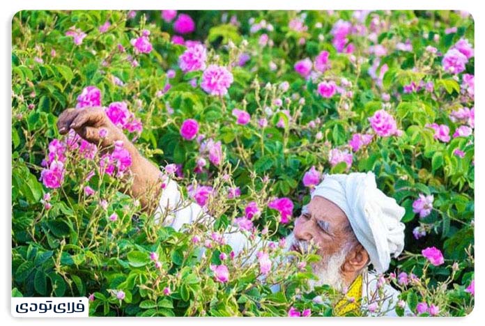 History of pear ceremonies in Kashan