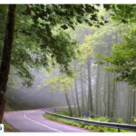 Where is the Dalkhani forest?
