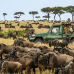 Safari in Kenya: An unforgettable experience in the heart of wild nature