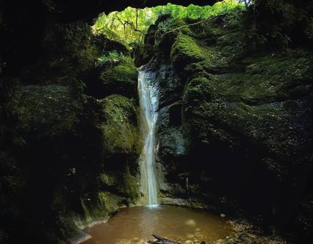 Natural Attractions: Nature in the style of the pri